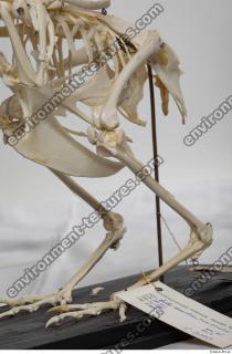 hen skeleton 0011